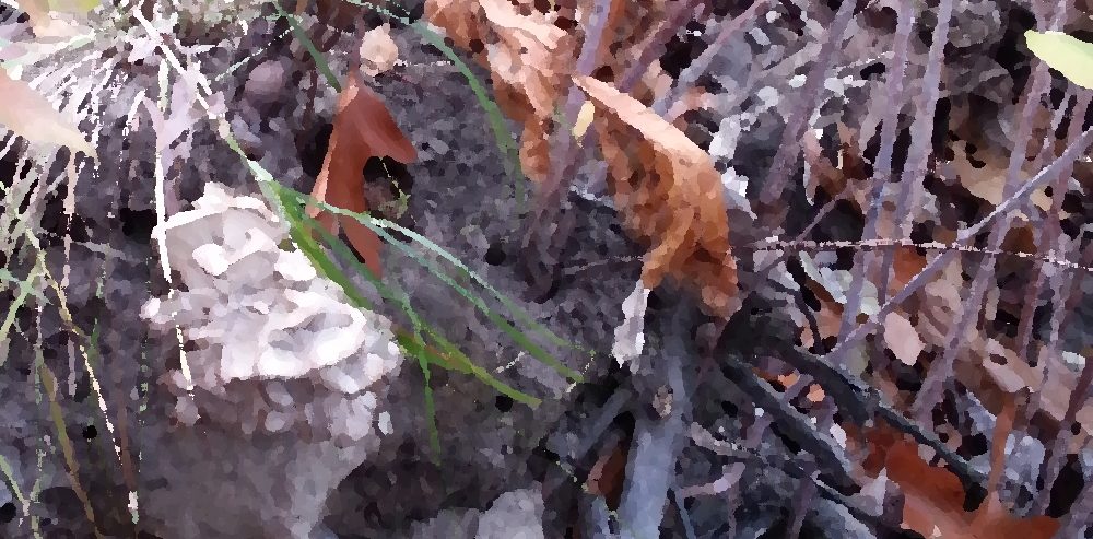 Pixelated Grifola frondose in woods image